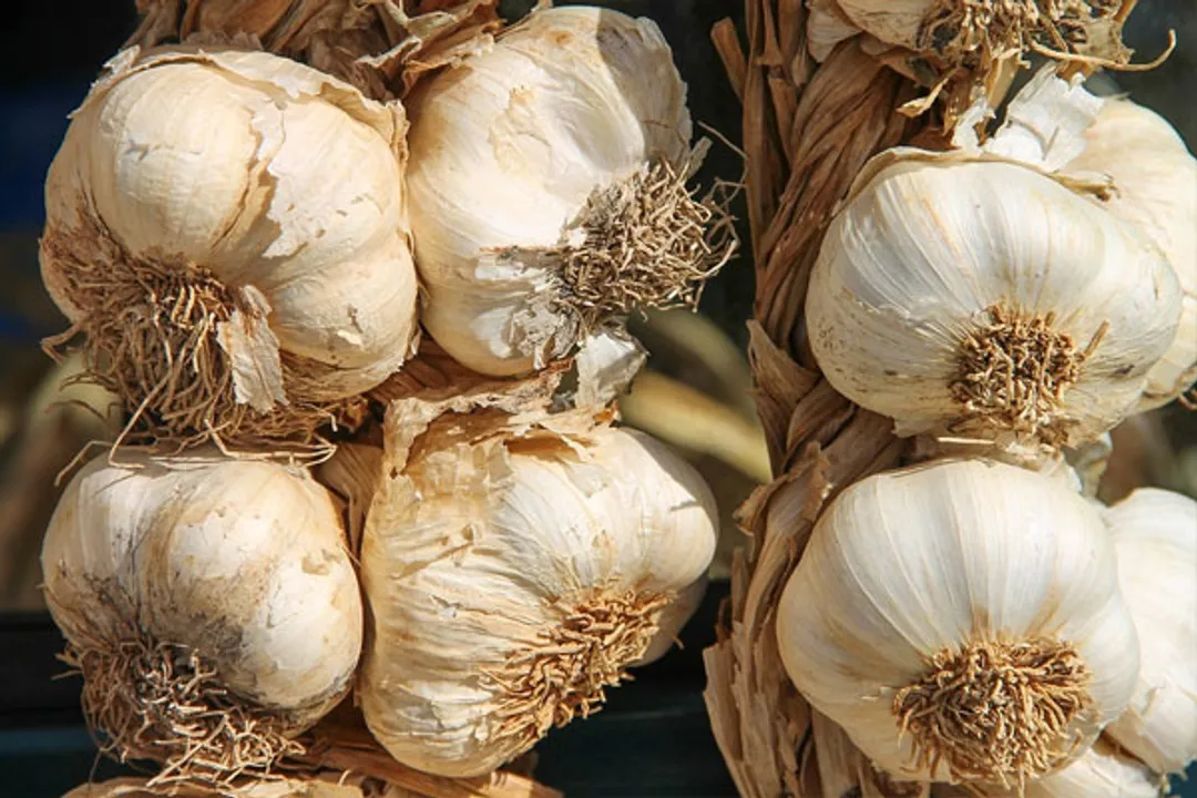  Upset over poor returns, Guj farmers distribute garlic for free