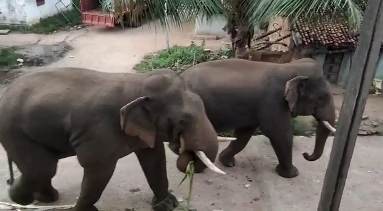  Elderly woman trampled to death by elephant in Odisha's Balangir
