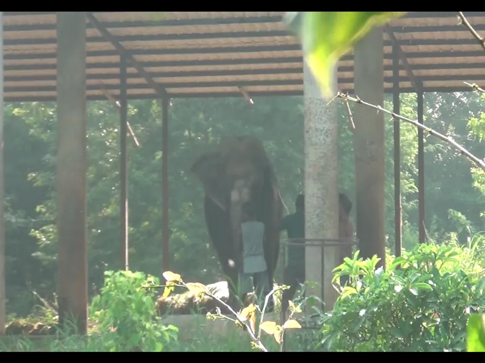  Odisha: Ailing elephant 'Prema' dies at Nandankanan Zoo