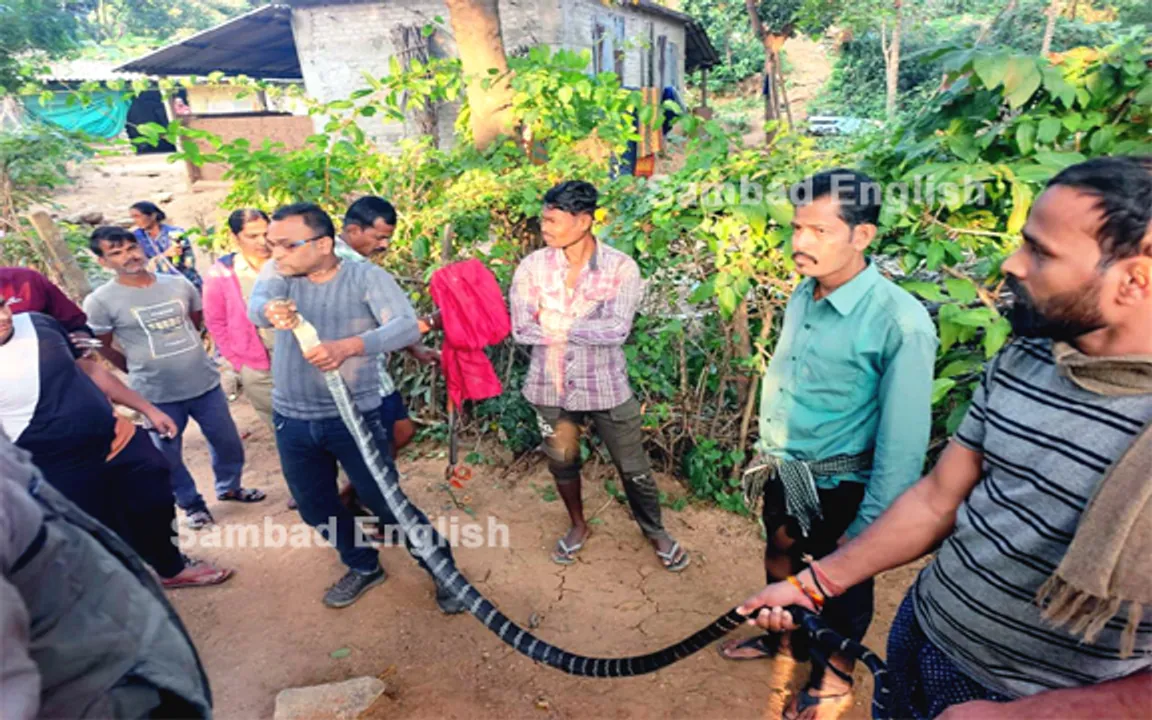  12 feet-long king cobra rescued from kitchen room in Balasore