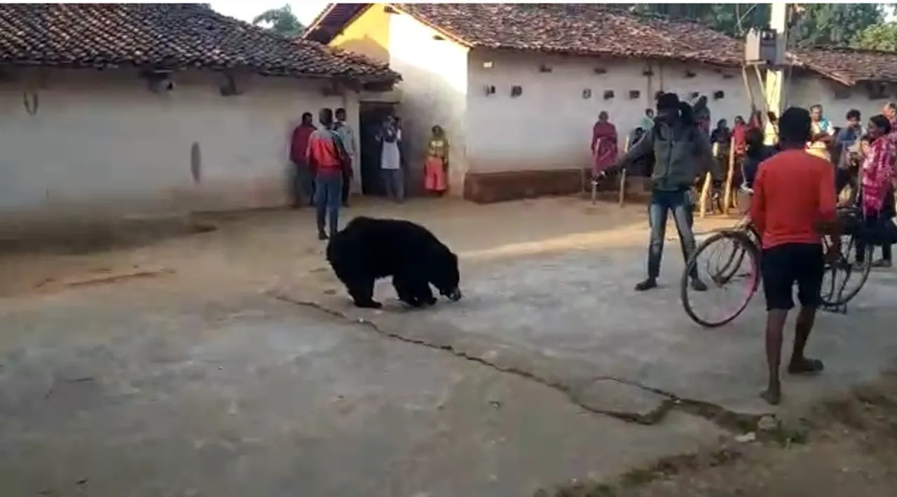  Bear strays into Odisha village in search of food, locals panic
