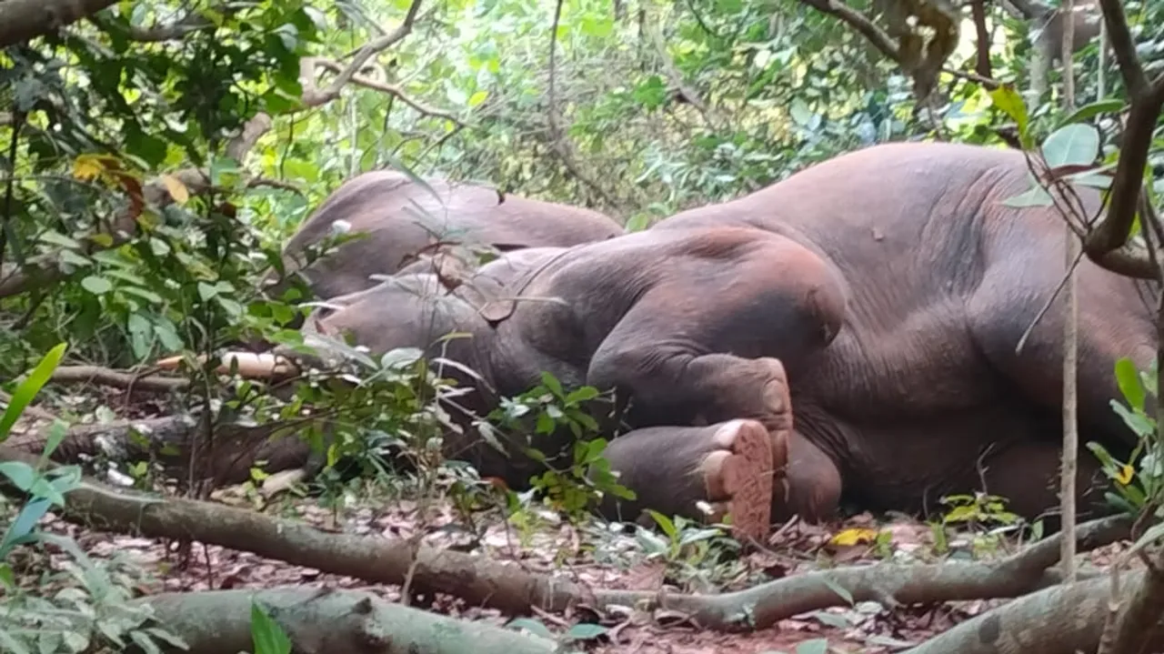  High on mahua, 24 jumbos doze off in cashew forest in Odisha's Keonjhar