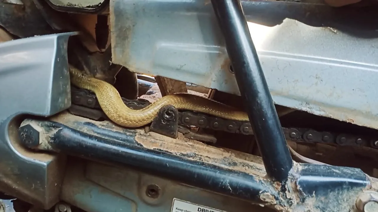  Cobra hiding inside motorcycle bites rider in Odisha
