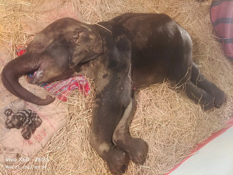  Separated from mother, baby elephant dies in Odisha's Sundargarh