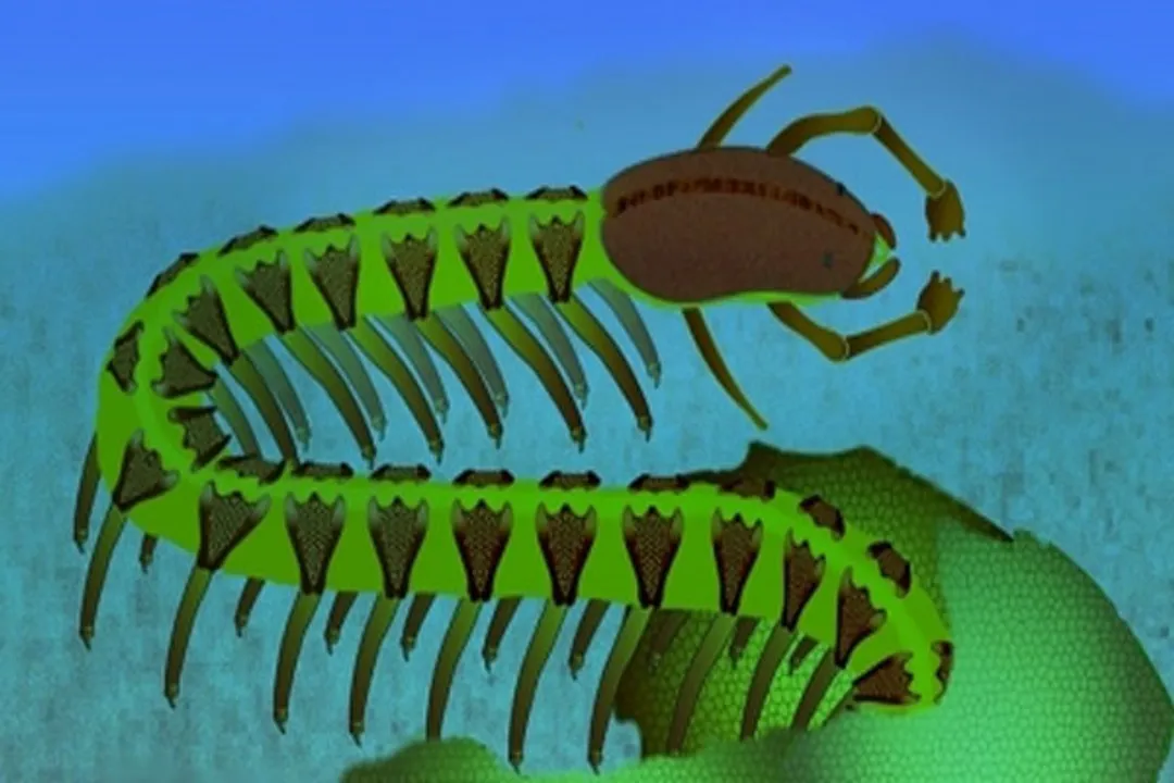  Half-a-billion year old fossilised brain in a tiny sea creature defies textbooks