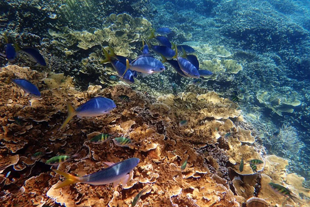  Great Barrier Reef should be placed on 'in danger' list, says UN
