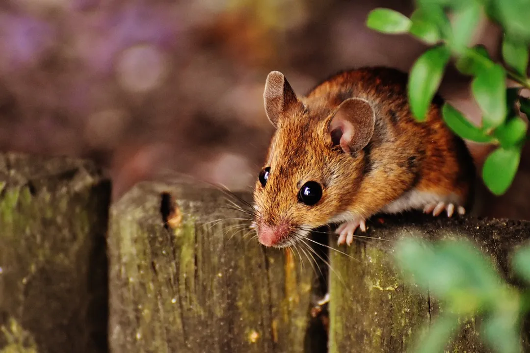  10 hours in jail for torturing mouse to death in UP's Badaun