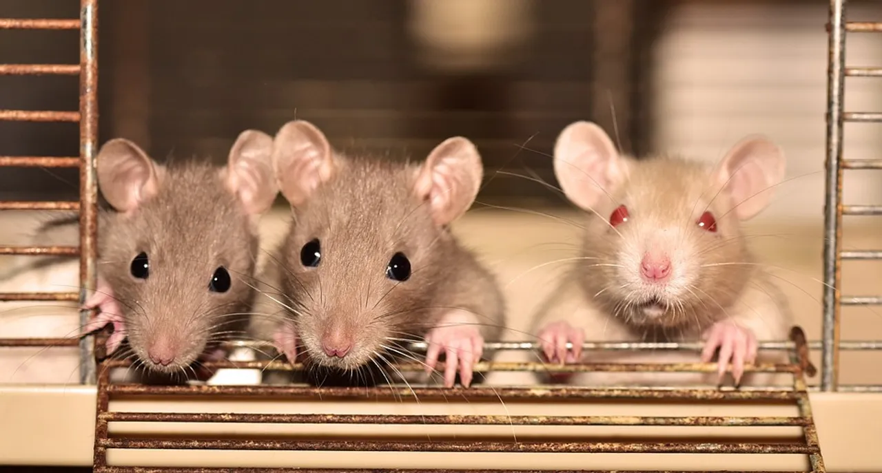  Rats ate 581 kg marijuana, cops tell UP court