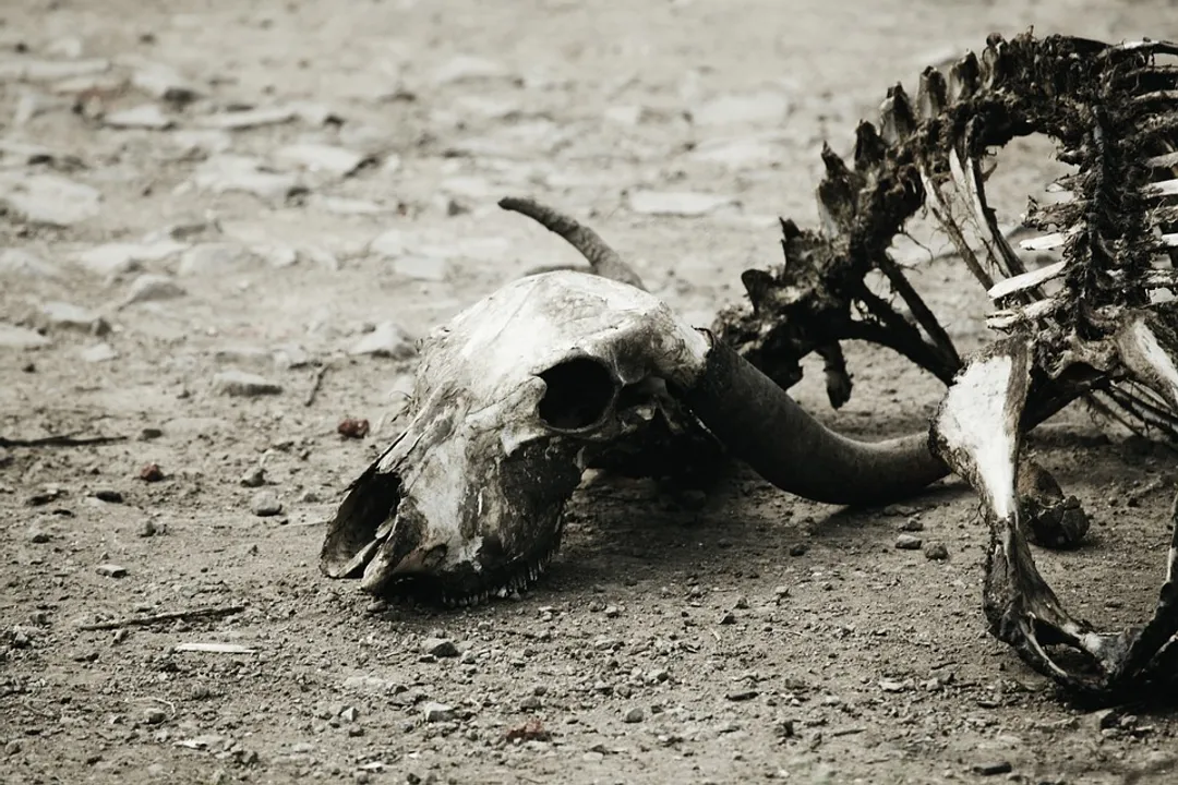  Drought kills 1,235 wild animals in Kenya this year