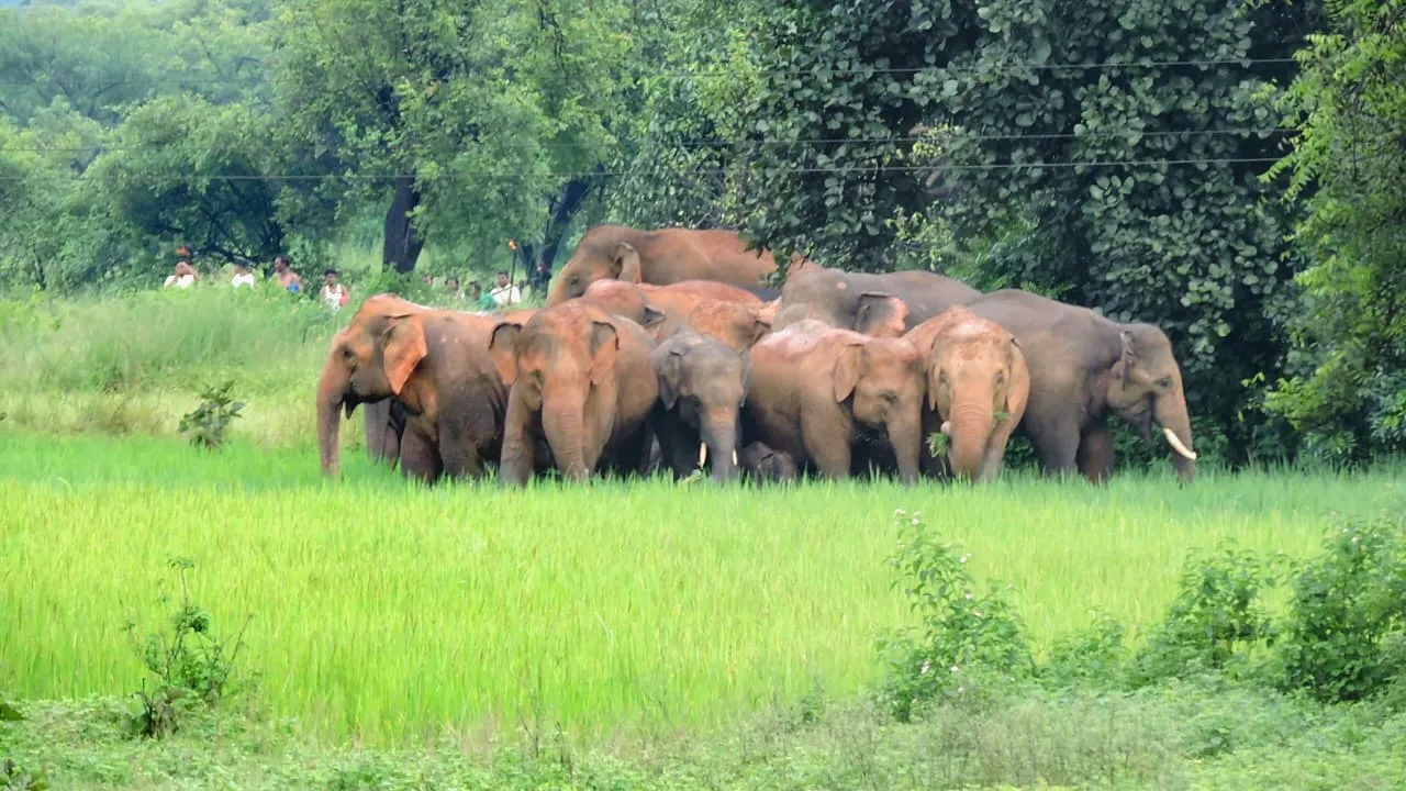  Uttar Pradesh to get its second elephant reserve in Terai