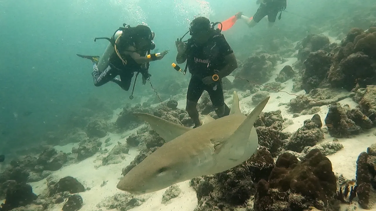  Father-daughter dive 70 feet to celebrate milestone dives with sharks!