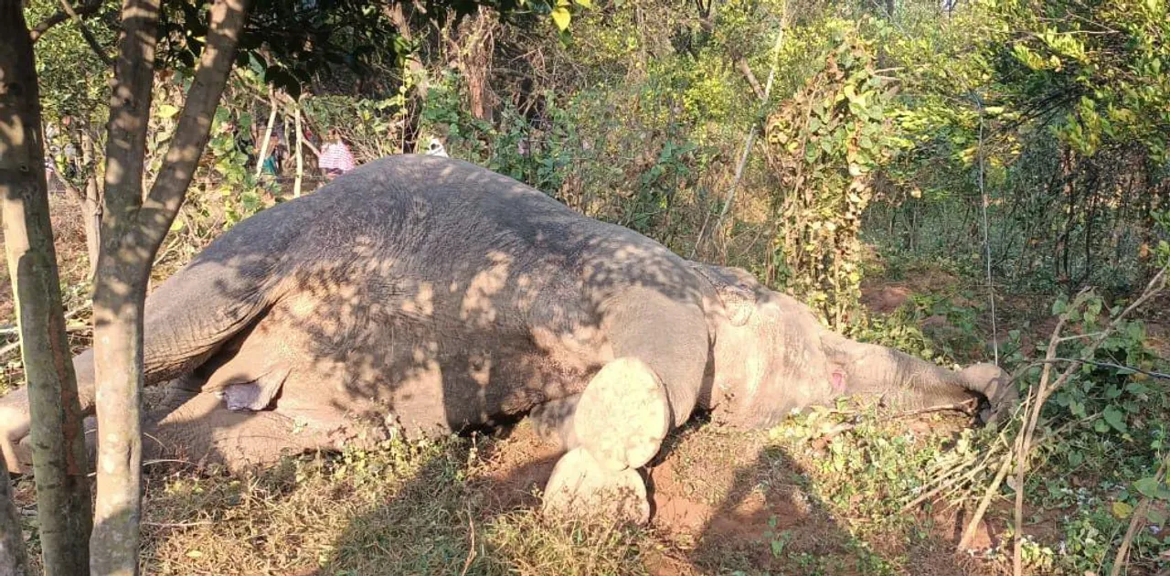  Female jumbo dies after coming in contact with live wire in Odisha's Deogarh