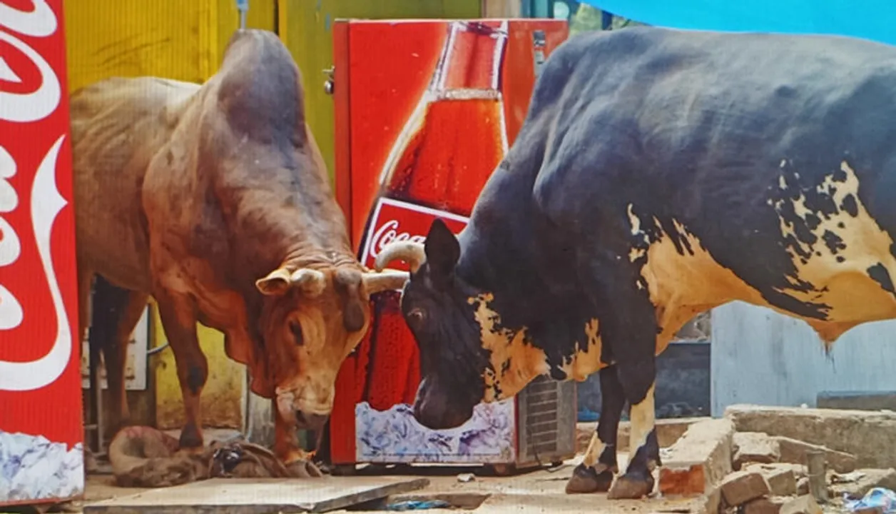  Bhubaneswar: Bull wreaks havoc in Patia as it kills elderly man, injures 7 persons