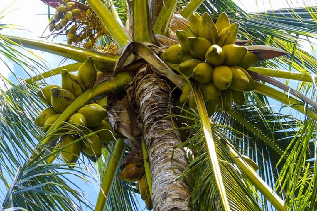  Kerala man dies after coconut hit