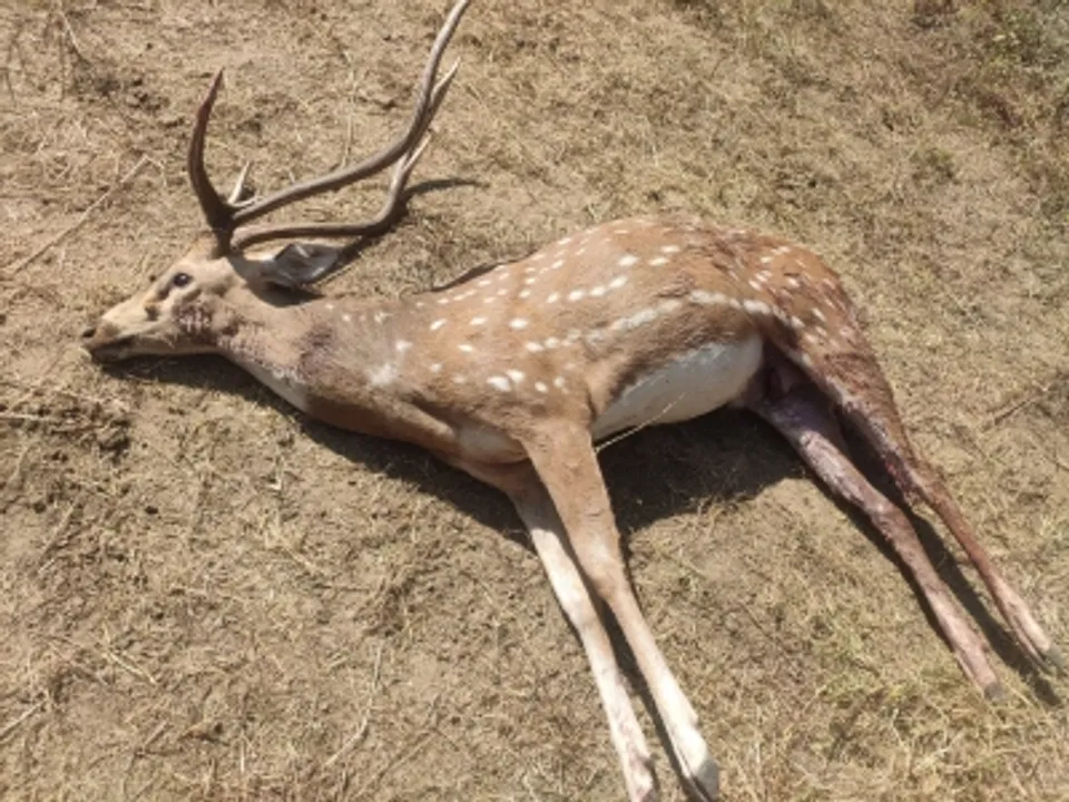  Heads roll in Bengal Safari Park as 27 spotted deer die in 2 months