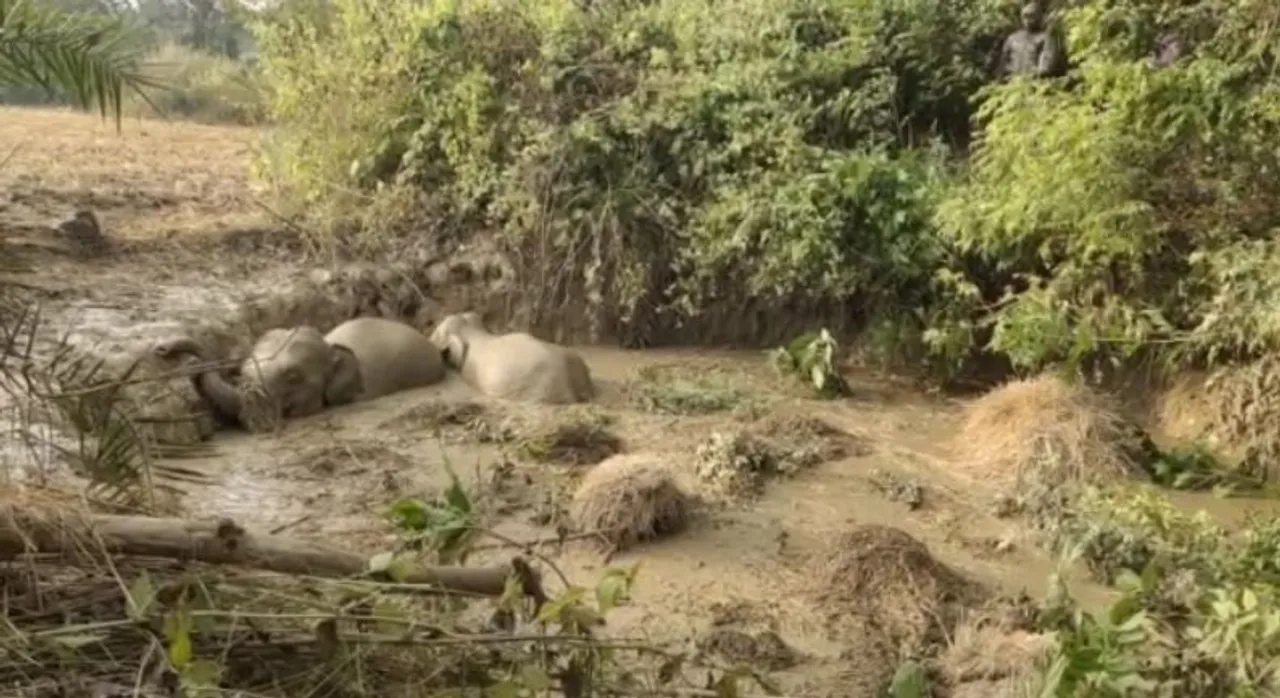 Two elephants stuck in muddy pit in Odisha's Mayurbhanj