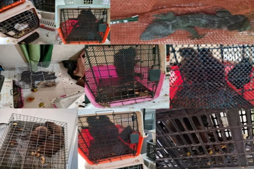  Exotic species seized at Chennai airport; customs, police commence probe
