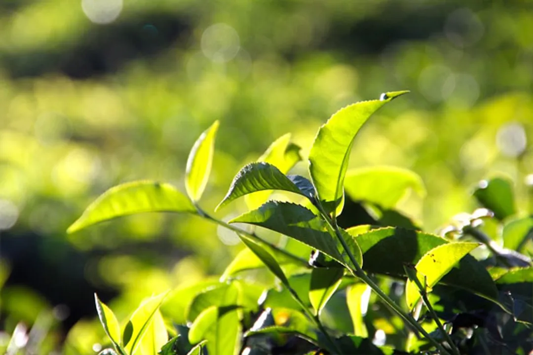 Lab tests by experts scotch safety concerns about tea produced in Bengal, NE