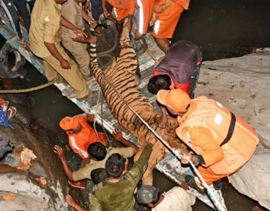  Royal Bengal Tiger that swam across Brahmaputra finds its new home in Assam