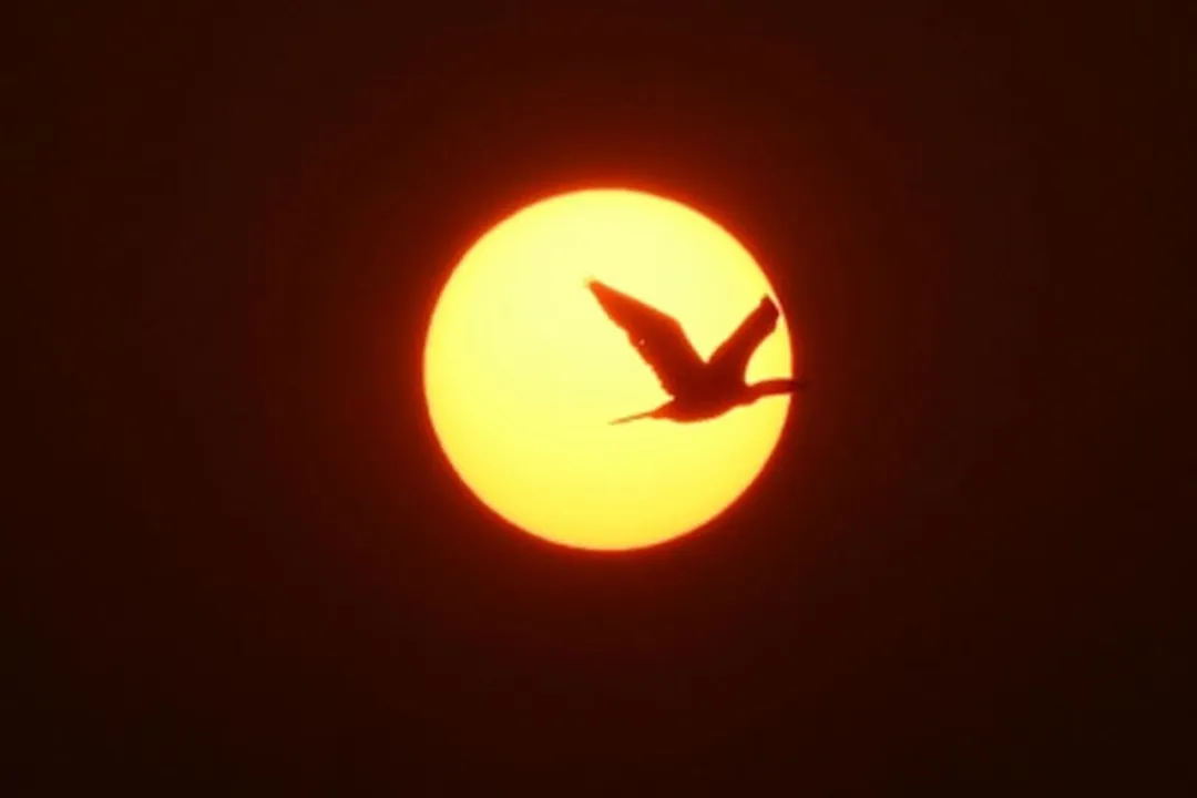  81 bird species in Sri Lanka at risk of extinction