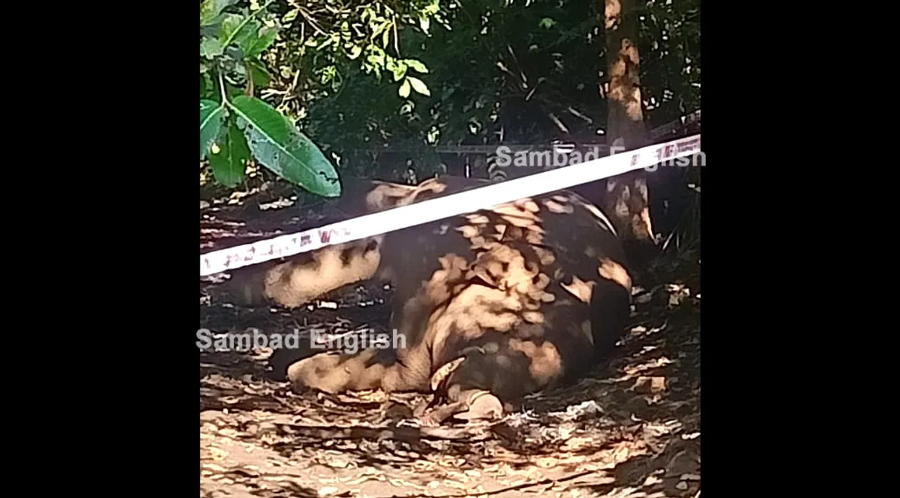  Elephant carcass found in Raghudera reserve forest, death suspectedly due to wild boar trap