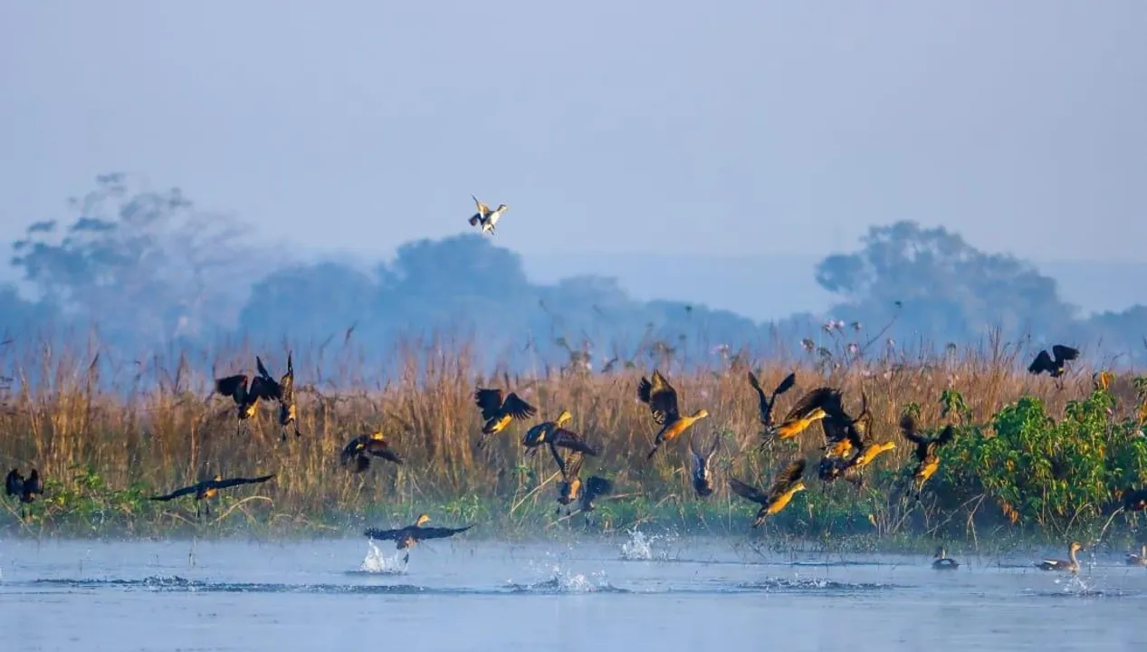  Odisha's Hirakud Dam sees record 3 lakh avian guests in bird census
