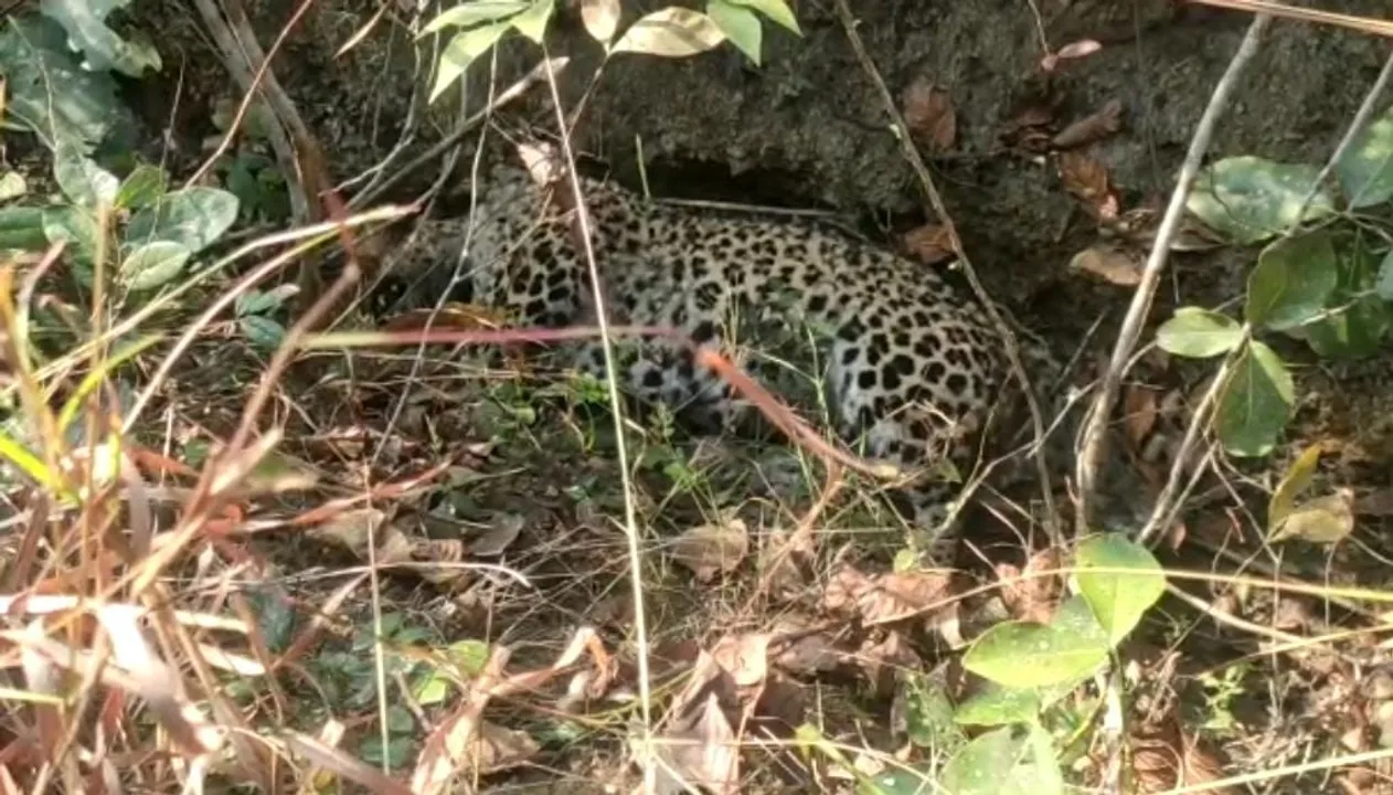  Leopard carcass recovered from jungle in Odisha's Dhenkanal