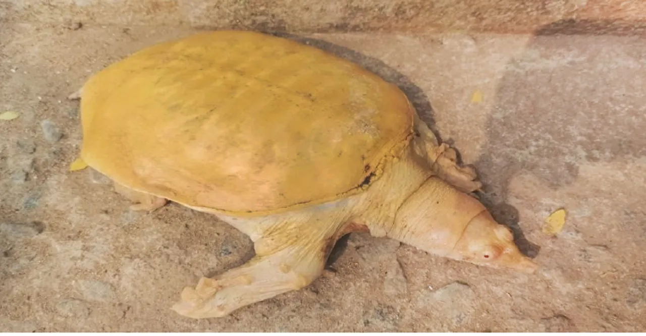  Rare albino turtle rescued from Kuakhai River in Bhubaneswar