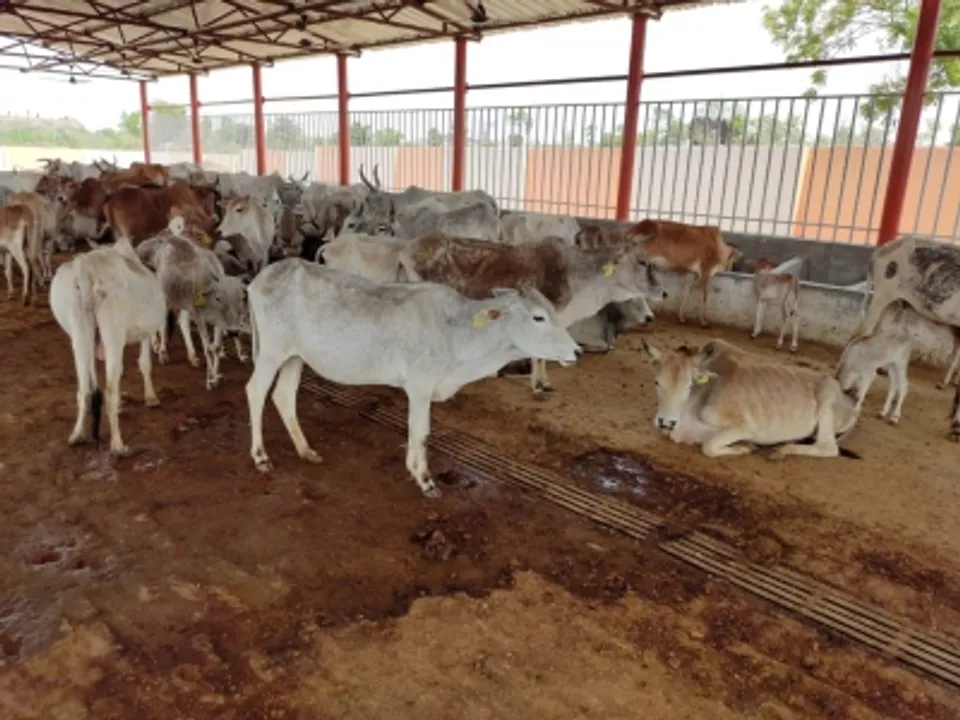  Cow urine unfit for human consumption: IVRI Study