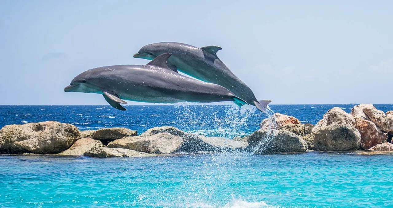  Dolphin census begins in Odisha today