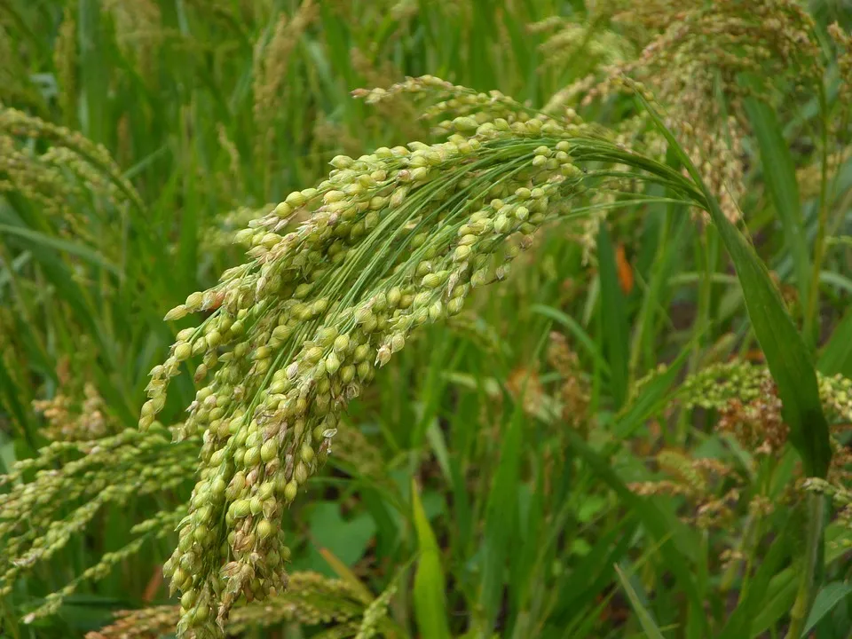  India top producer of millets, followed by Nigeria, Niger, China