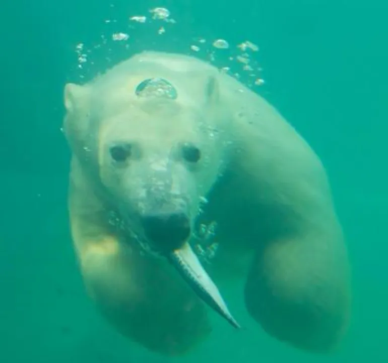  Hundreds of species of wildlife worldwide contaminated with 'forever chemicals': Study