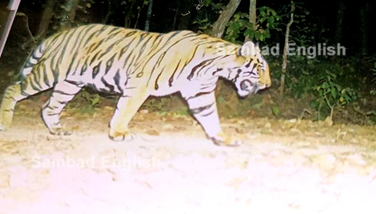  Odisha: Animal lovers delight as Royal Bengal Tiger found in Keonjhar forest