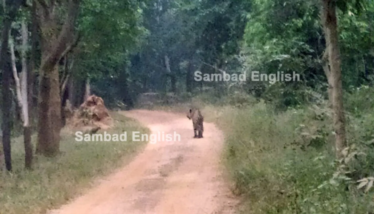  Odisha: NTCA nod to declare Debrigarh as tiger reserve