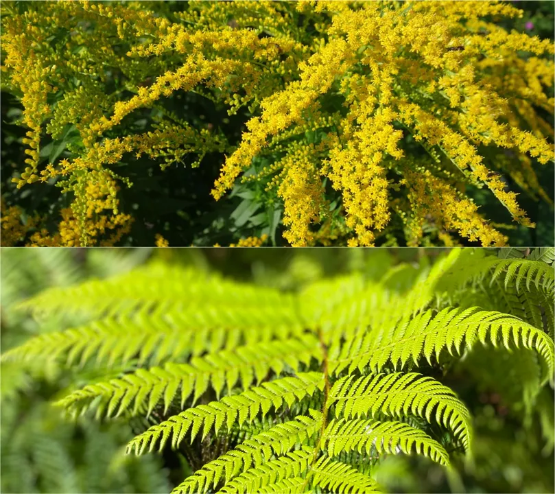  Extracts from 2 wild plants can block Covid-19 virus: Study