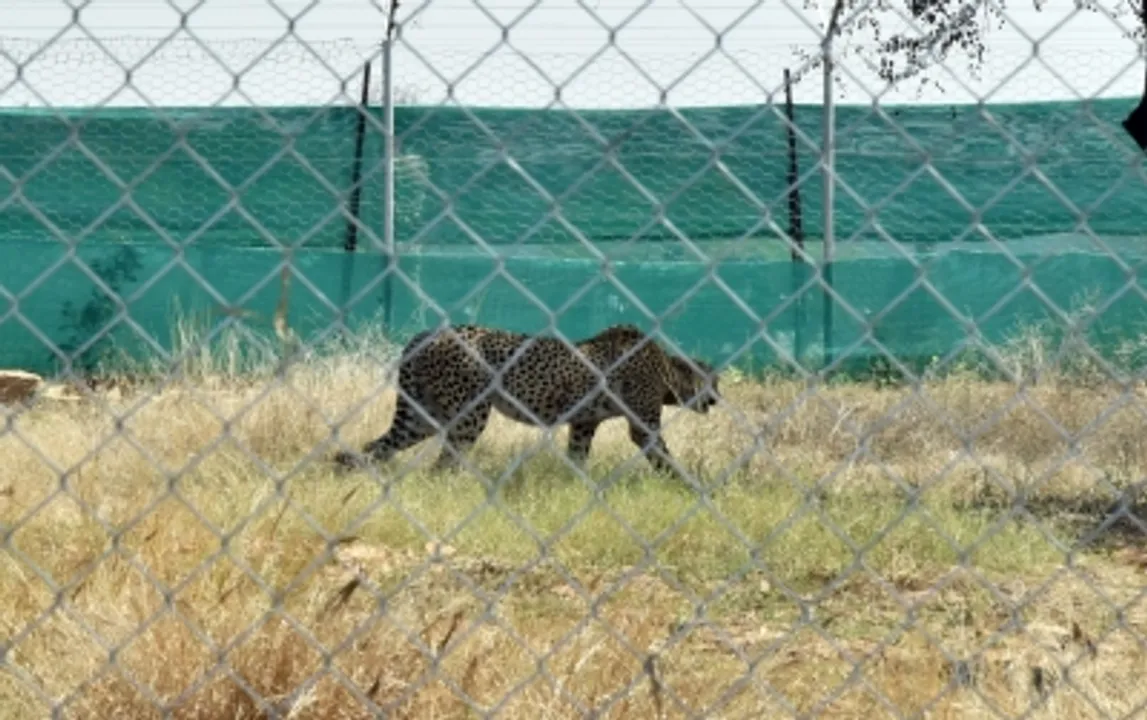  12 more cheetahs released at Kuno National Park in MP