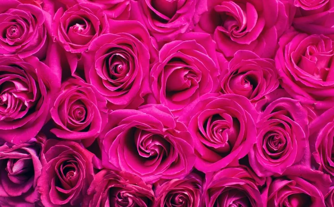  Happy Rose Day Wishes, Messages for loved ones, friends