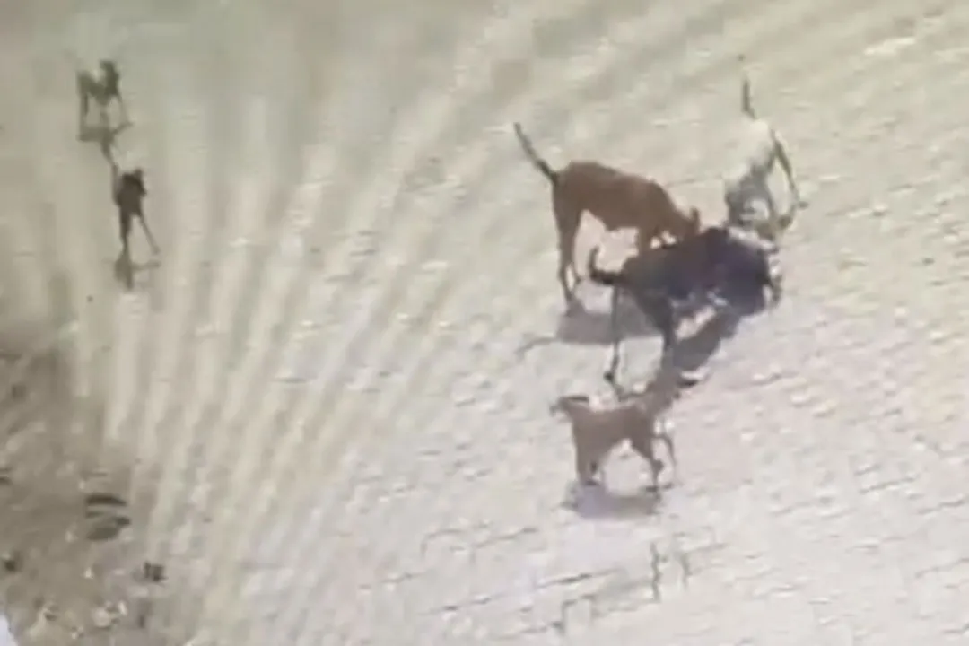  4-year-old mauled to death by stray dogs in Hyderabad