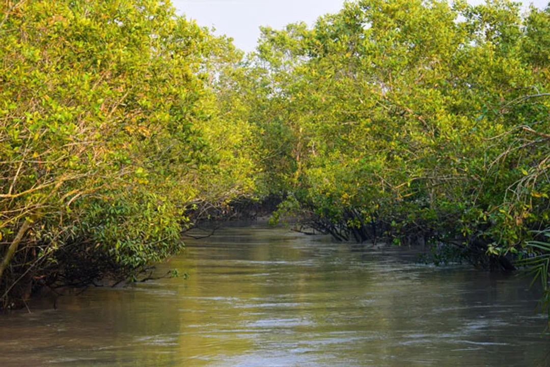  Two rare bird species spotted in Sundarbans this winter