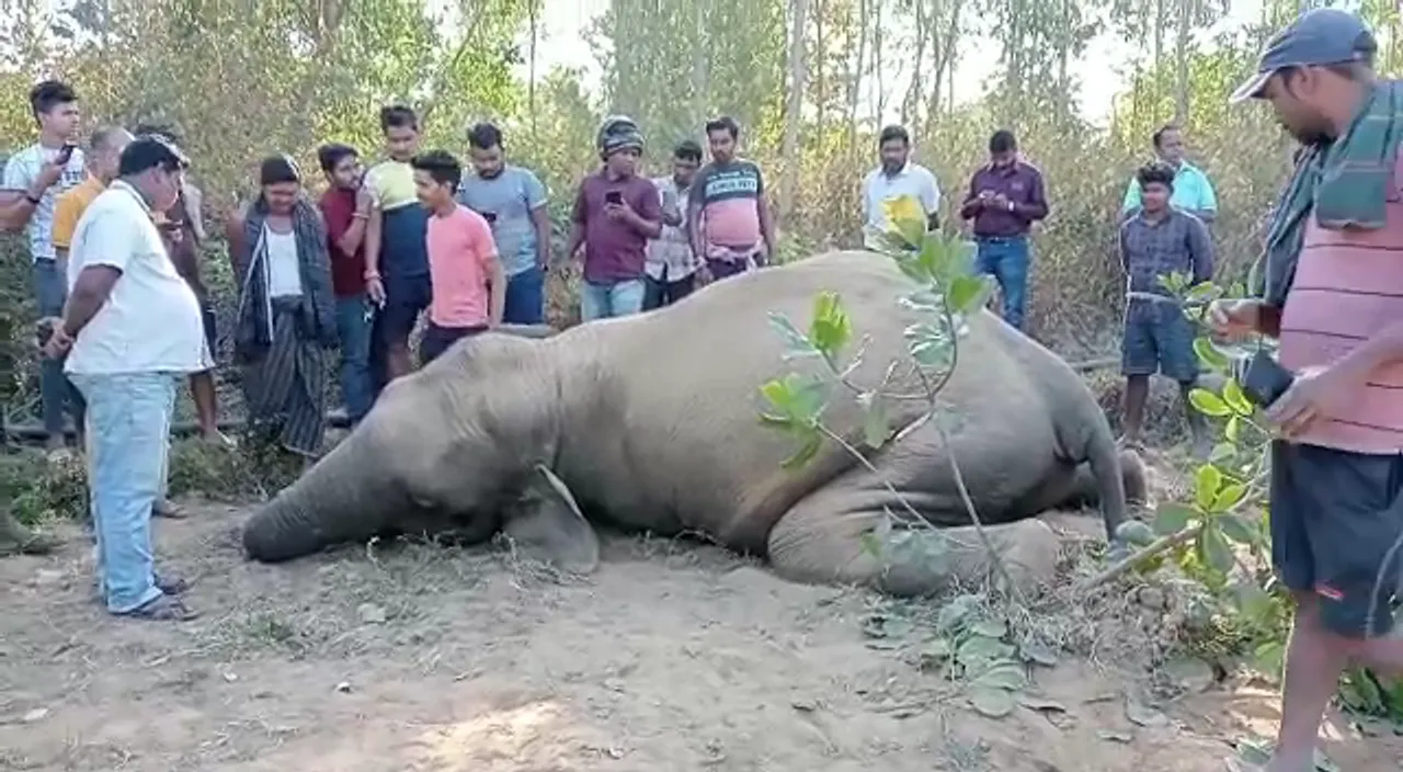  One more elephant found dead in Odisha forest