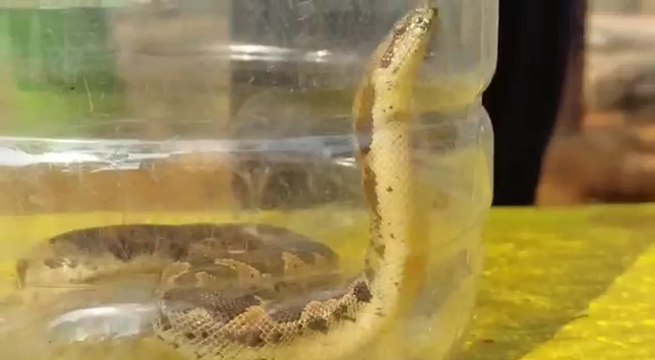  Odisha: Patient flees after leaving snake in hospital