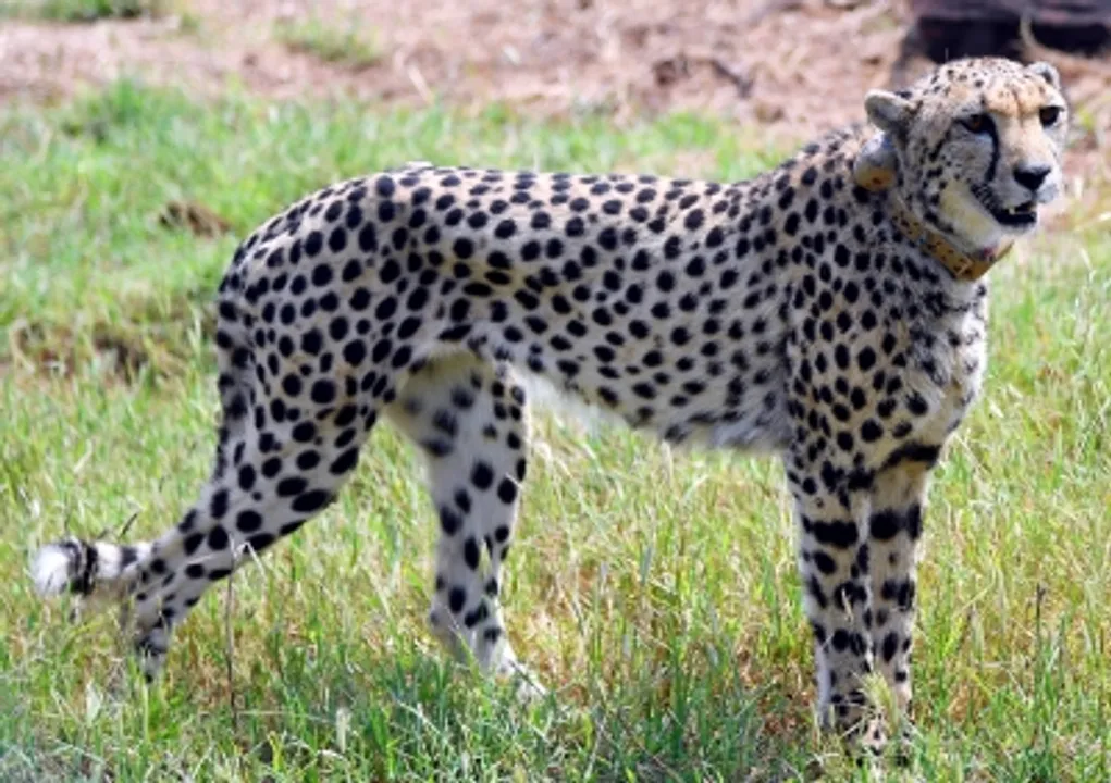  Namibian cheetah Shasha dies at MP's Kuno National Park