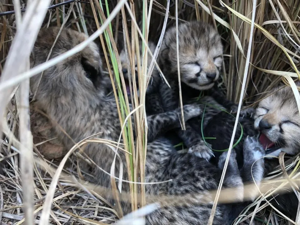  Namibian cheetah 'Siyaya' delivers four cubs at Kuno
