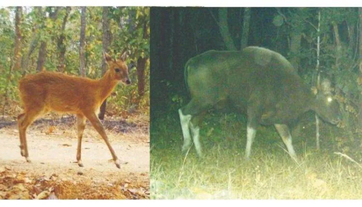  Odisha: Rare species of chousingha, bison sighted at Atei reserve forest