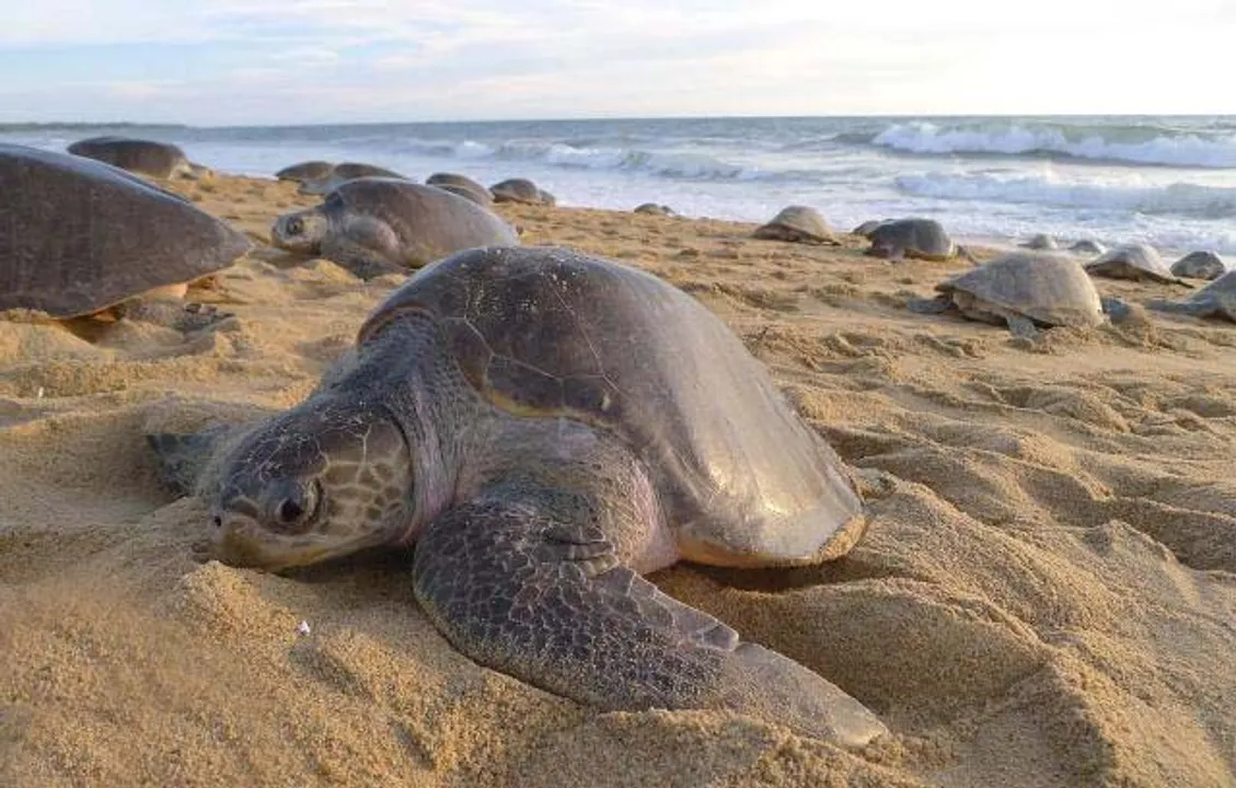 Over 3 lakh Olive Ridley turtles lay eggs at Odisha’s Gahirmatha