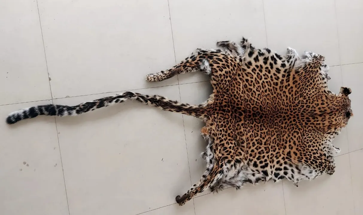  Leopard skin seized, man arrested in Odisha's Boudh