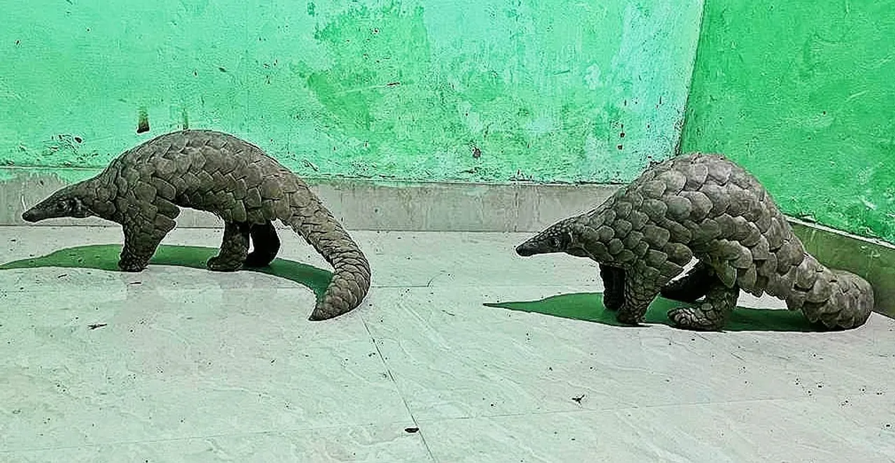  Live pangolin seized, two persons arrested in Odisha's Boudh