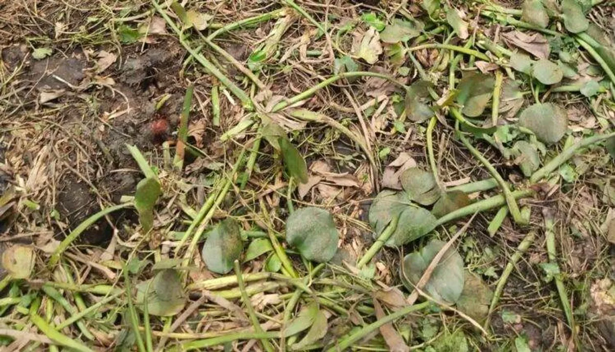  Human skeleton packed in a sack, recovered from pond in Odisha village