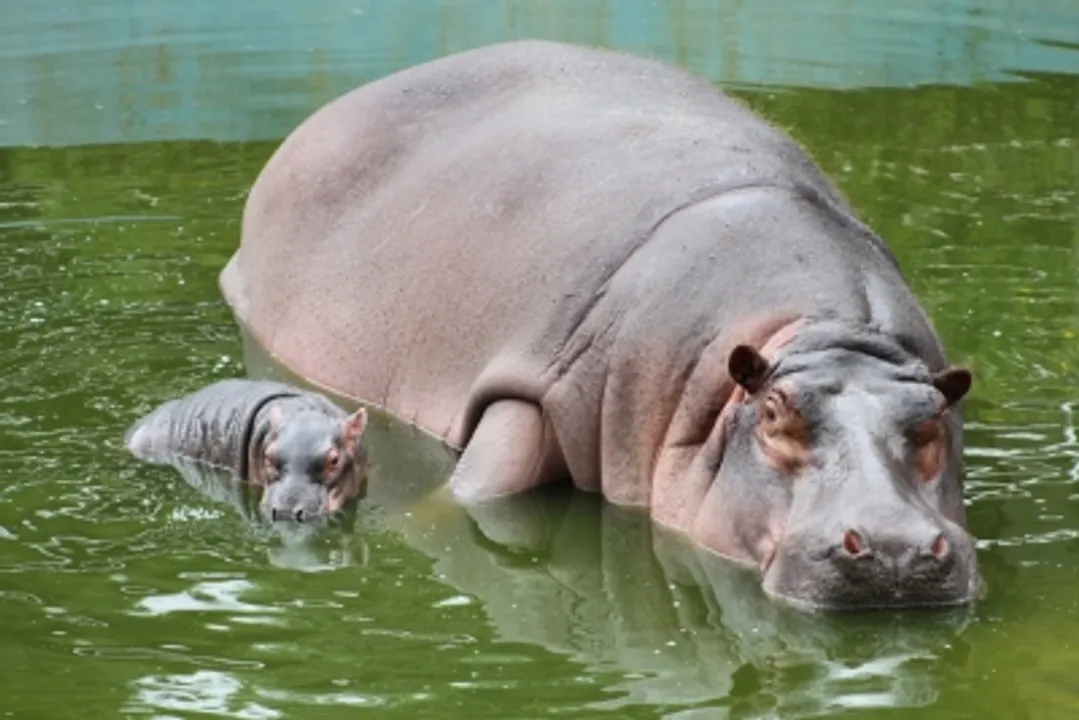  Colombia plans to fly 'cocaine hippos' part of Pablo Escobar's ex-collection to India, Mexico
