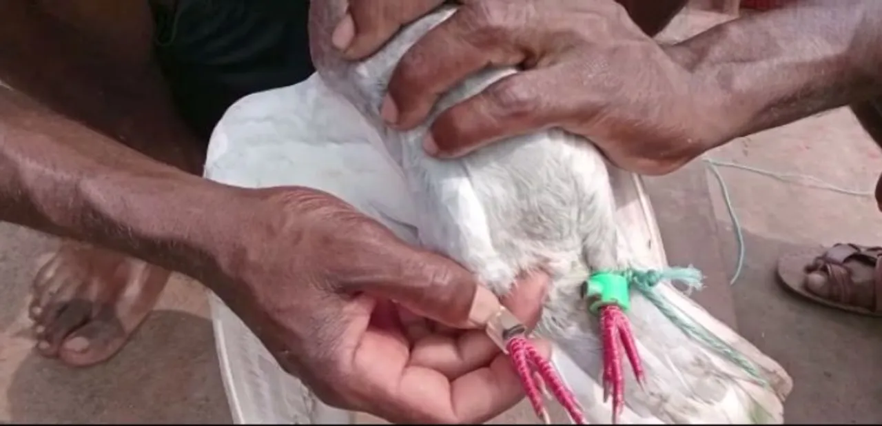  Odisha: Pigeon with ‘spy camera’ found from fishing trawler